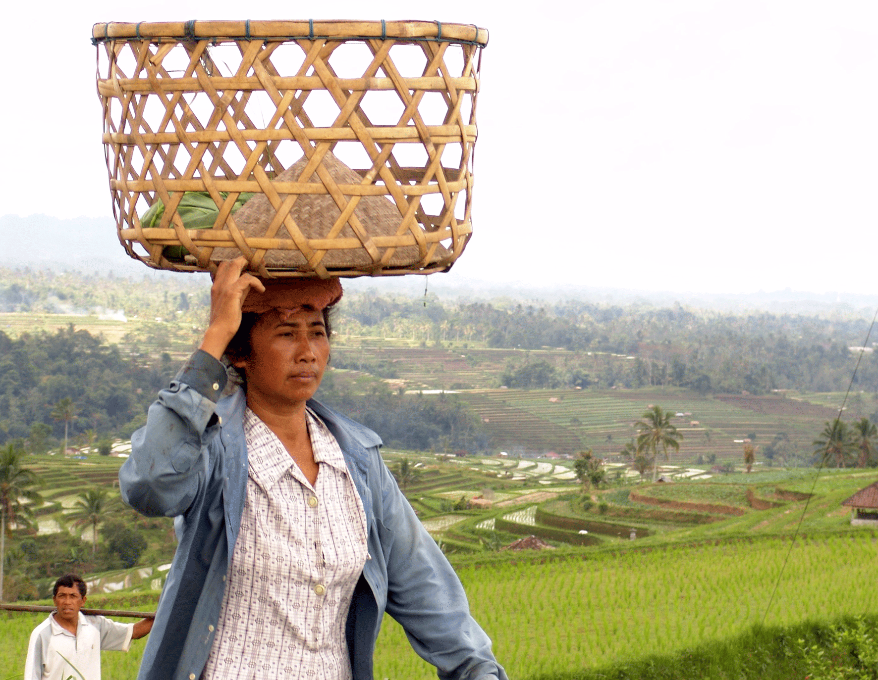 arrozbali La gente trabajando en lo arrozales de Bali
