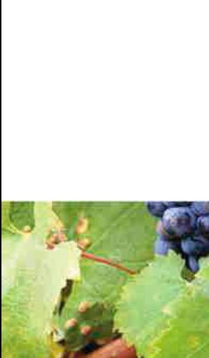 MANUAL DE VITICULTURA, ENOLOGÍA Y CATA